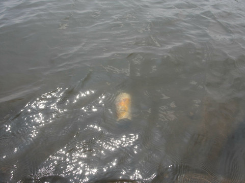 Teganuma Park-我孙子市必去景点