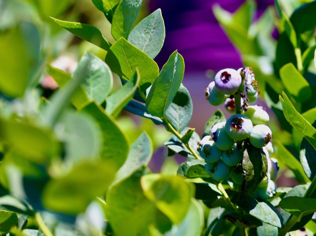 Temecula Berry Company-特曼库拉必去景点