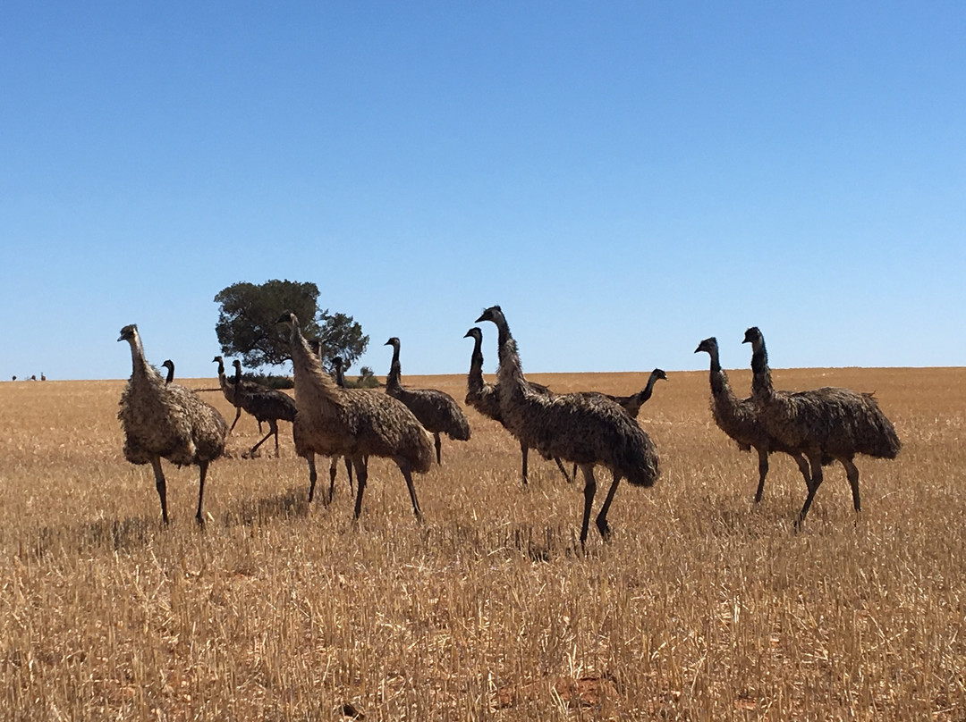 Murray Offroad Adventures-米尔杜拉必去景点