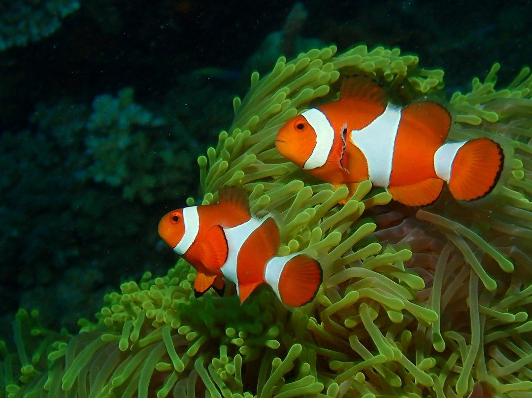 Enfield Scuba and Watersports-Enfield必去景点