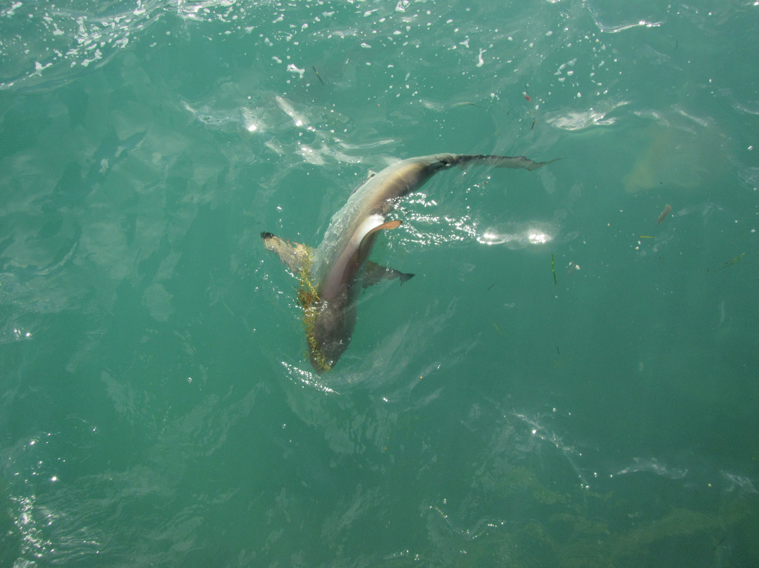 The Silent Hunter Group-Andros必去景点