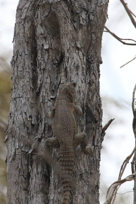 Kirindy Forest Morondava Madagascar景点图片