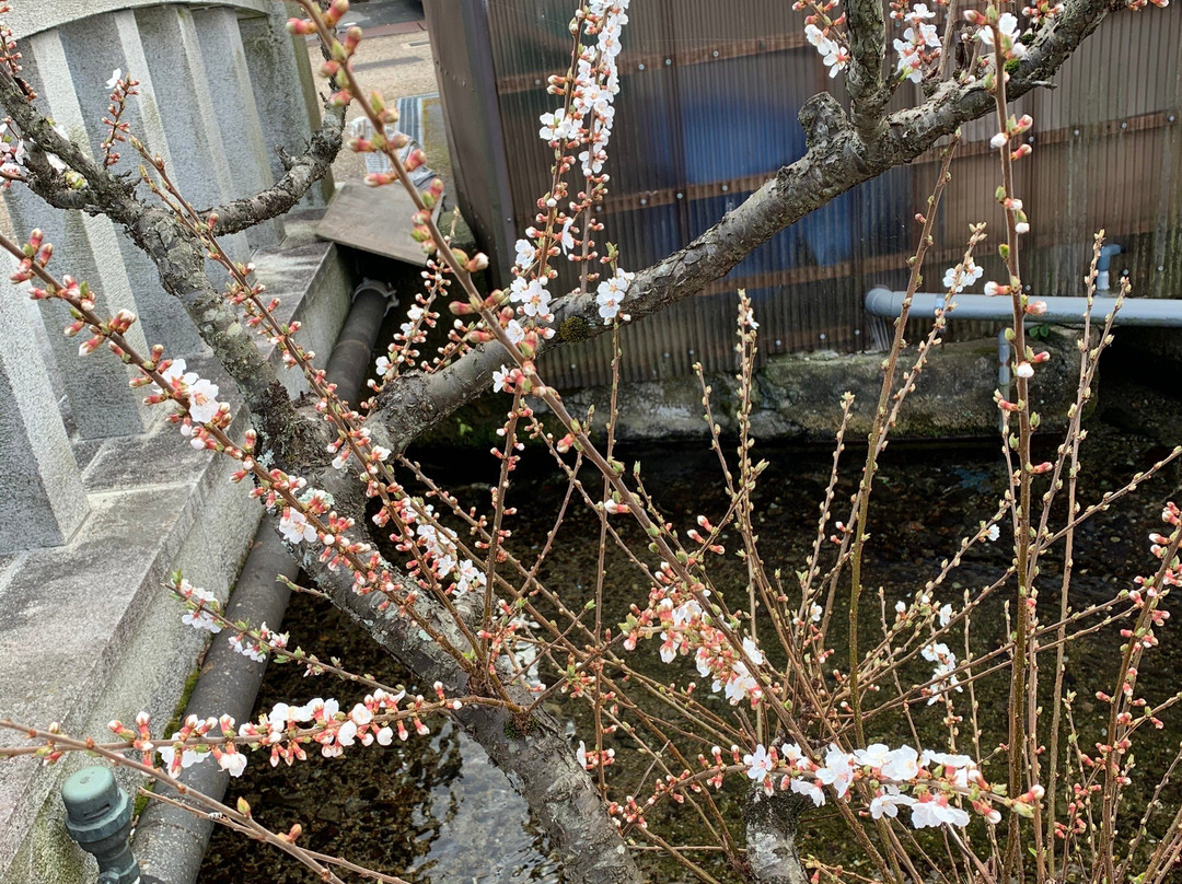 Jizo River-米原市必去景点
