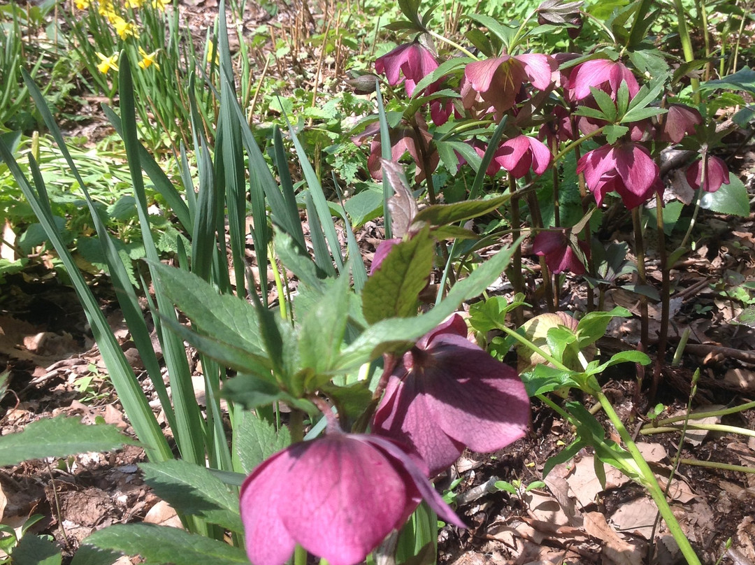 Naturel Garden Minamiaso-南阿苏村必去景点