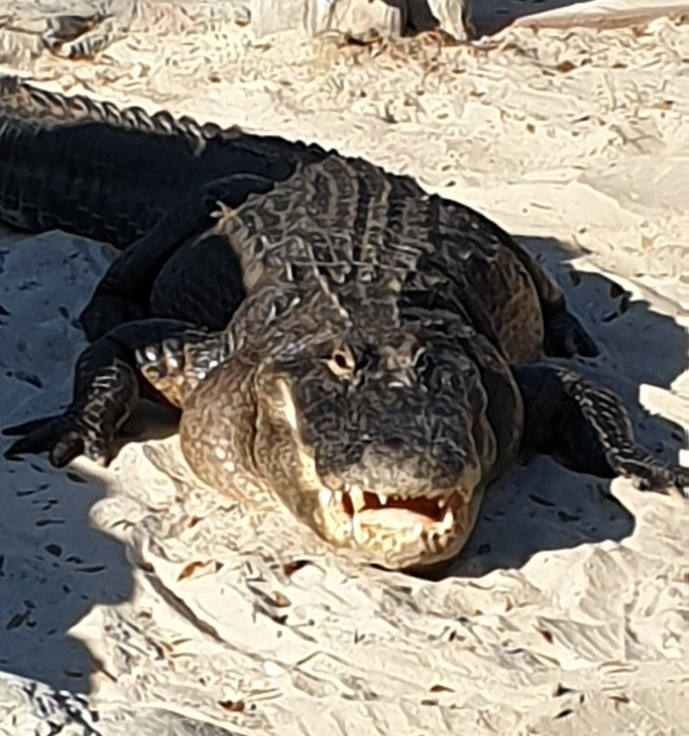 Billie Swamp Safari-克莱维斯顿必去景点