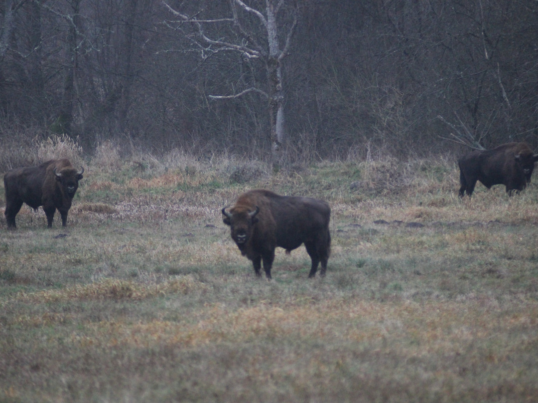 Bialowieski Raj主图
