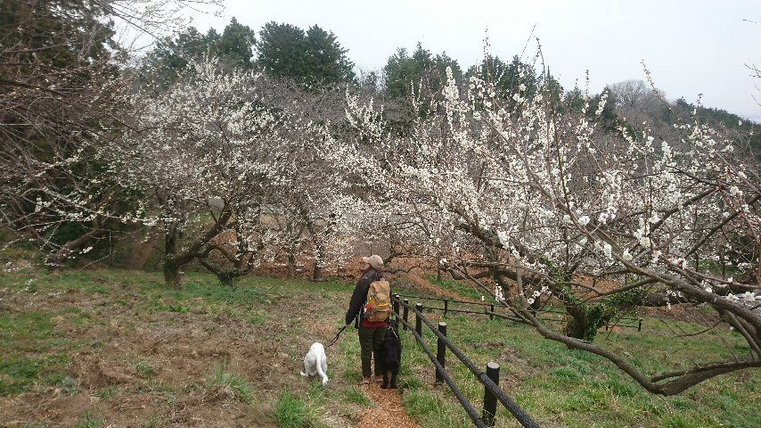 Shiroyama Lake-相模原市必去景点