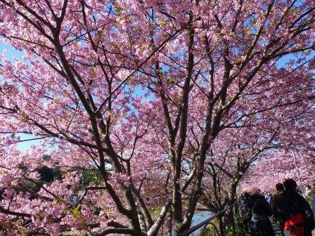 Kawazuzakura Festival景点图片