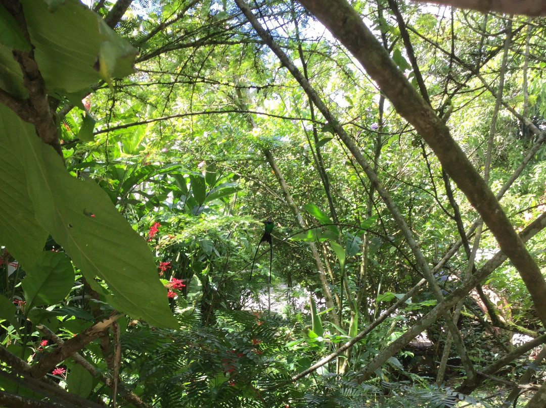 Sun Valley Plantation Hummingbird Garden景点图片
