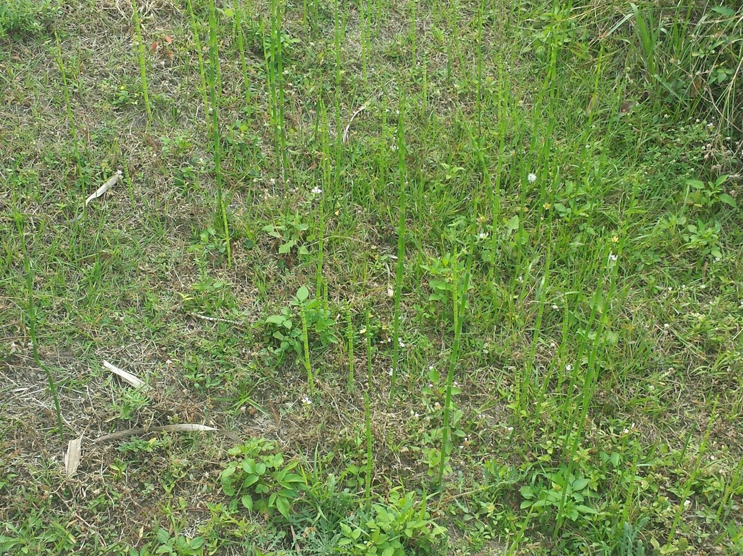 Lehigh Acres Trailhead Park-Lehigh Acres必去景点