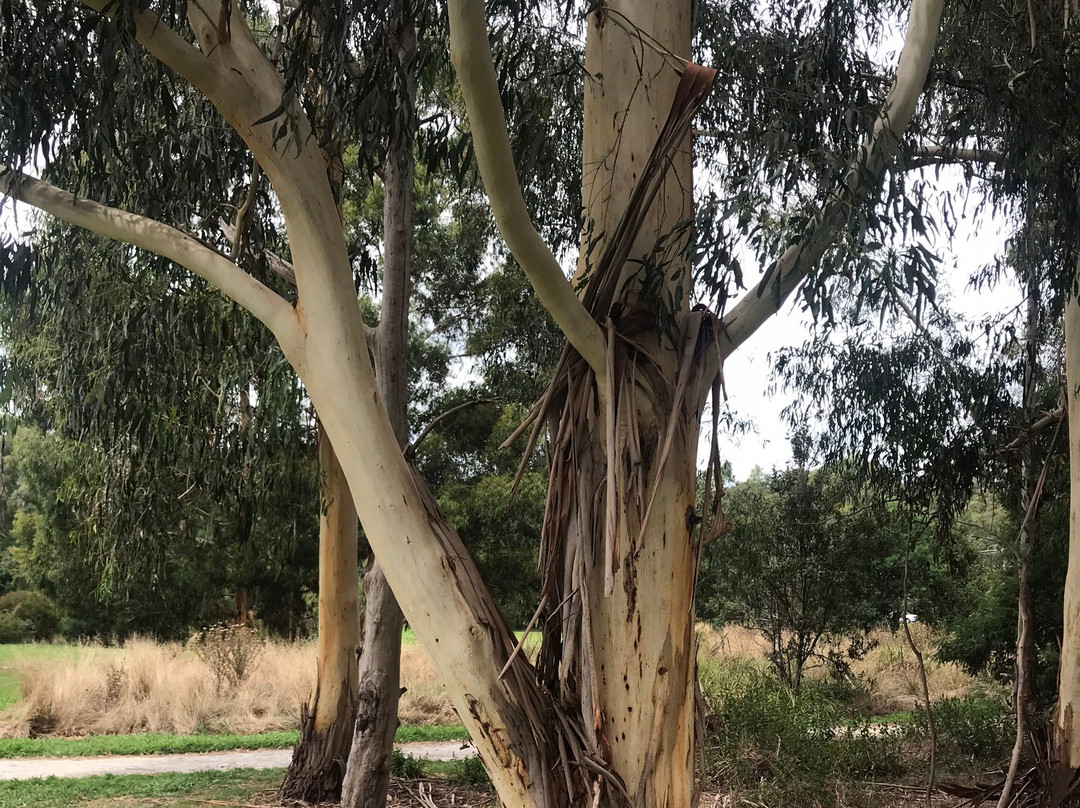 Hull Road Wetlands-Lilydale必去景点
