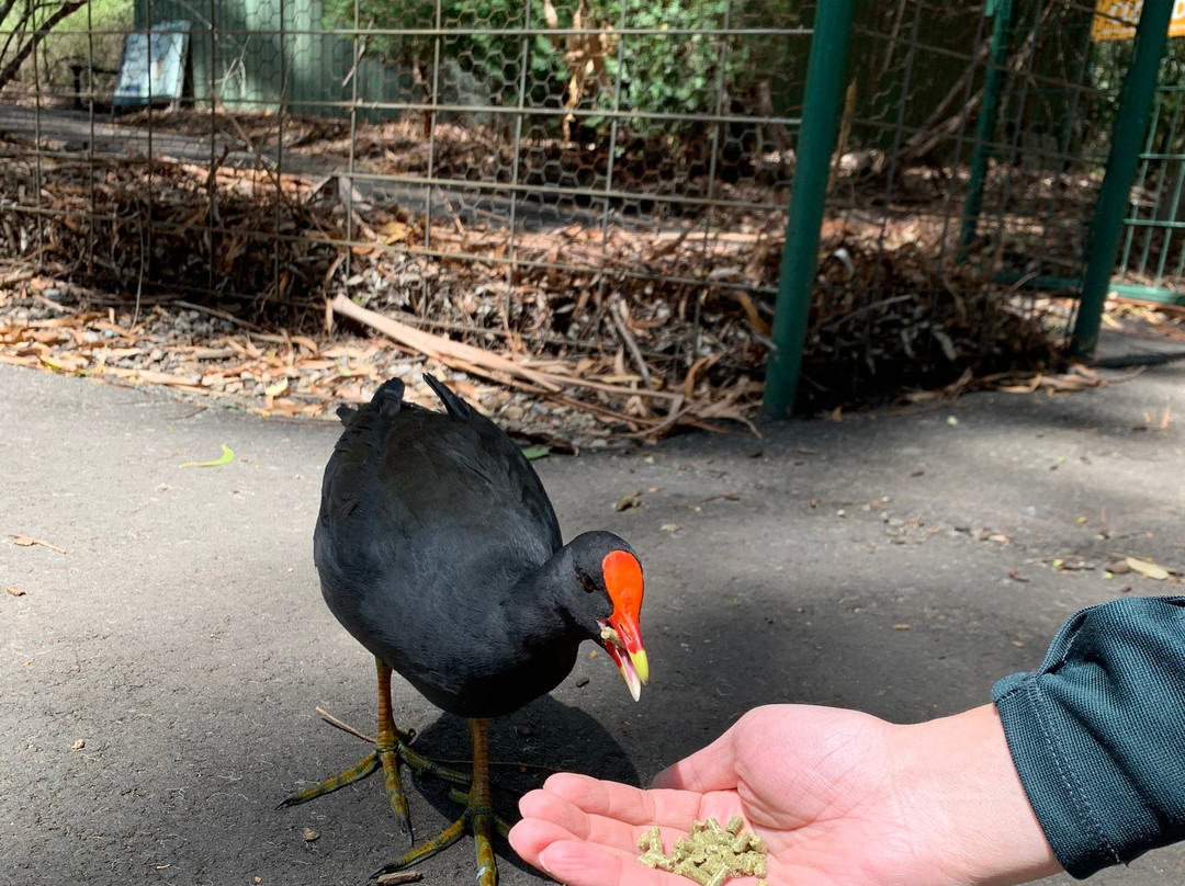 Cleland Conservation Park-阿德莱德必去景点