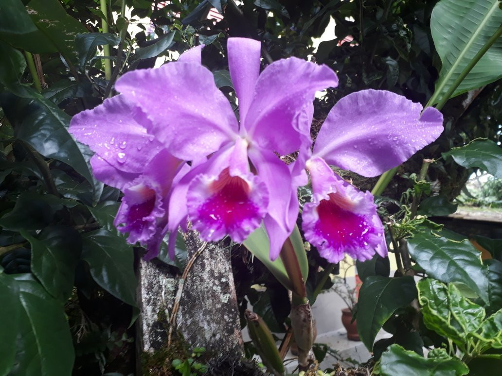 Cedros Pousada主图