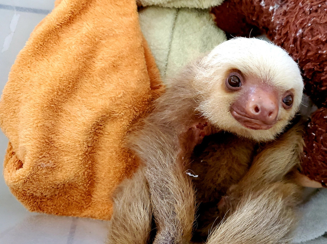 Sloth Sanctuary of Costa Rica景点图片