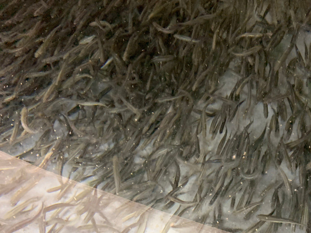 Tongariro National Trout Centre景点图片