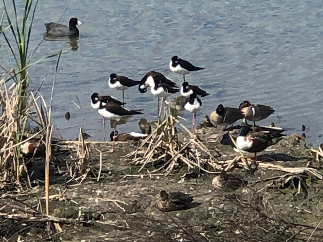 Port Aransas Nature Preserve at Charlie's Pasture-阿兰瑟斯港必去景点
