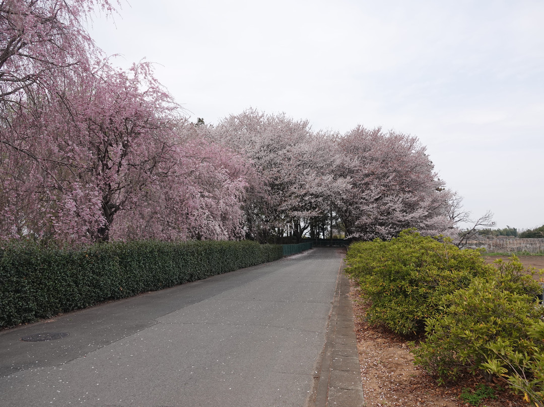 Kokoji-Temple-深谷市必去景点