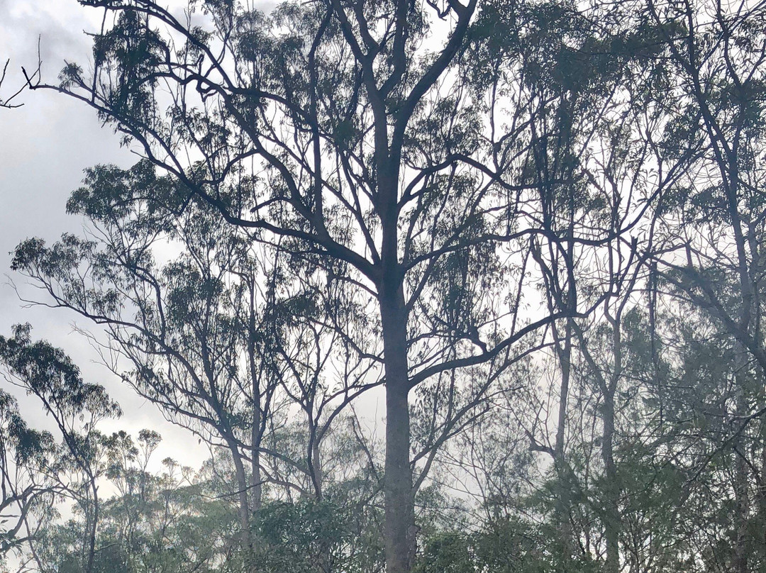 Venman Bushland National Park景点图片