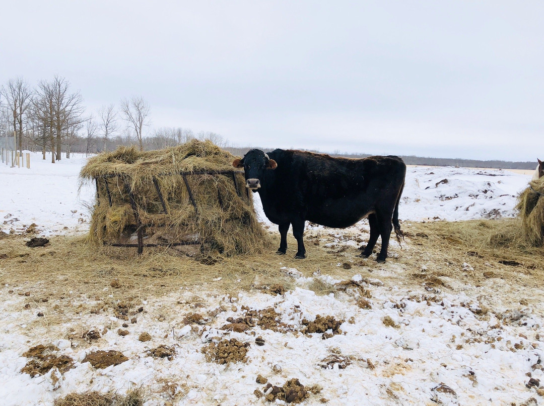 Kismet Creek Farm-Steinbach必去景点