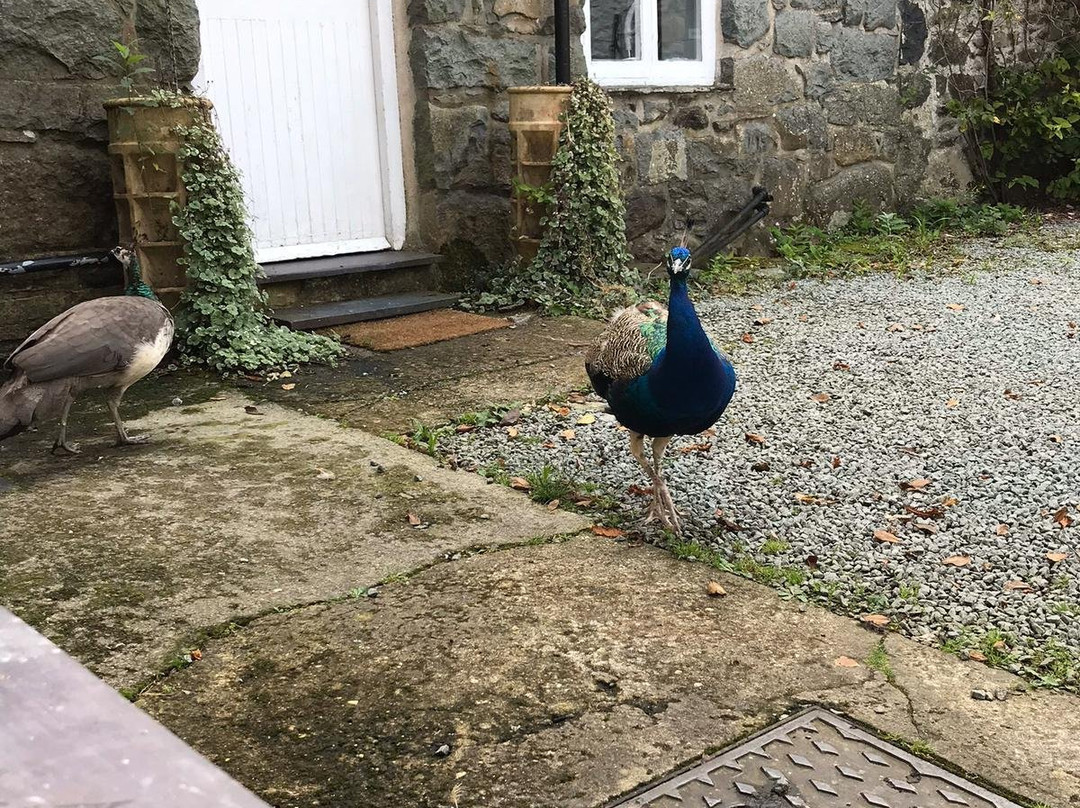 Talhenbont Hall主图