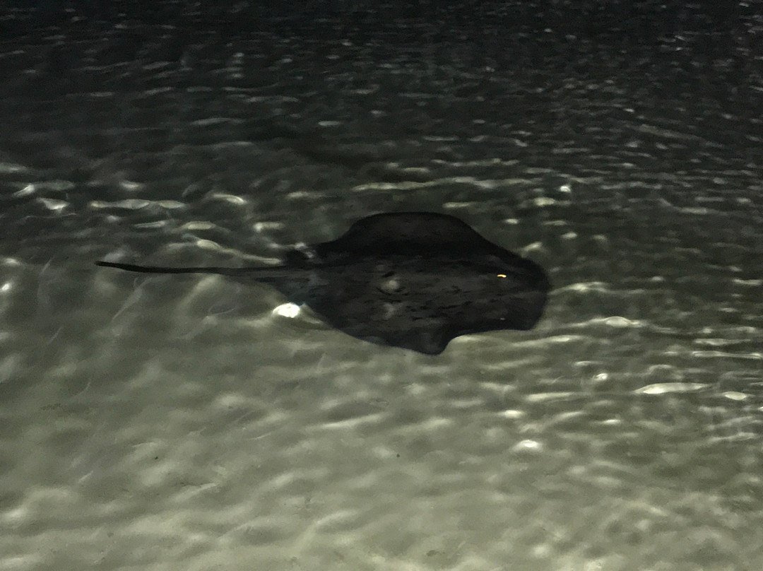 Holiday Village Retreat主图