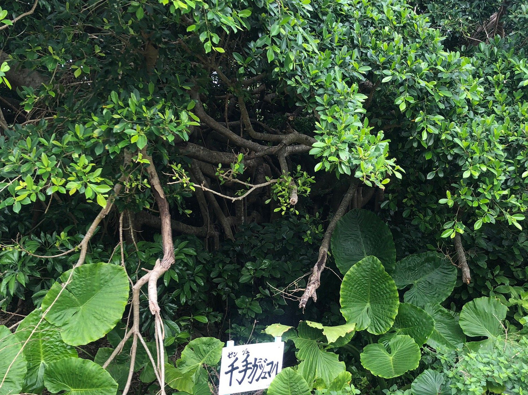 Senju Gajumaru景点图片