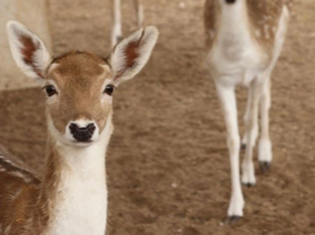 North Sedra Farm-Madinat Ash Shamal必去景点