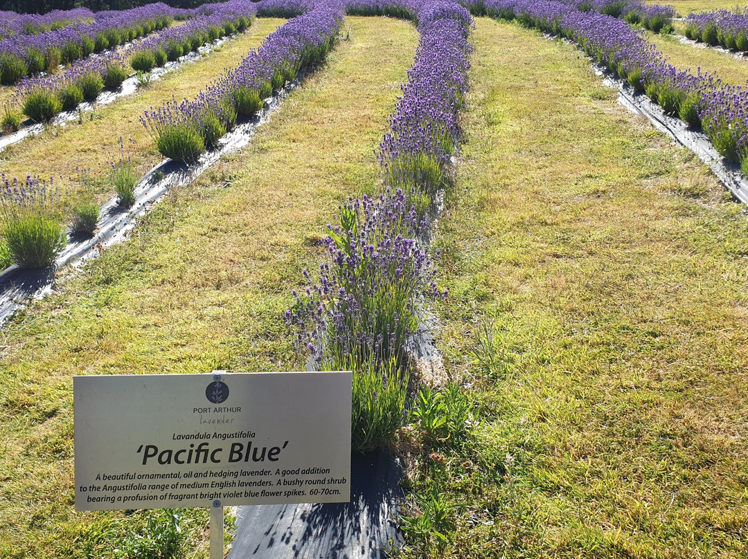 Port Arthur Lavender Farm · Tourist Attraction景点图片