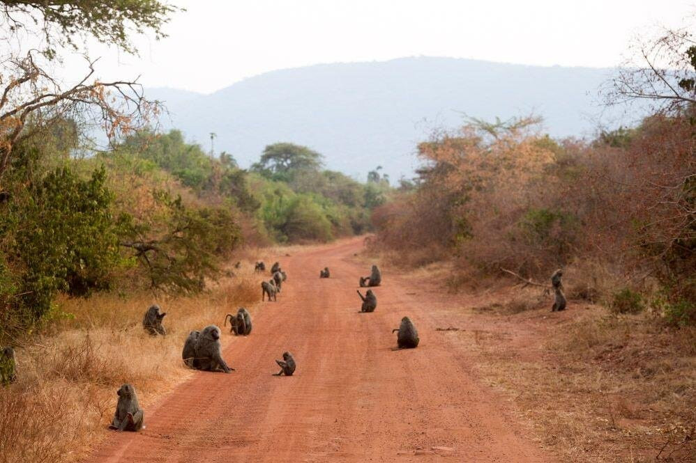 Ndege Tours and Travel-吉佳利必去景点