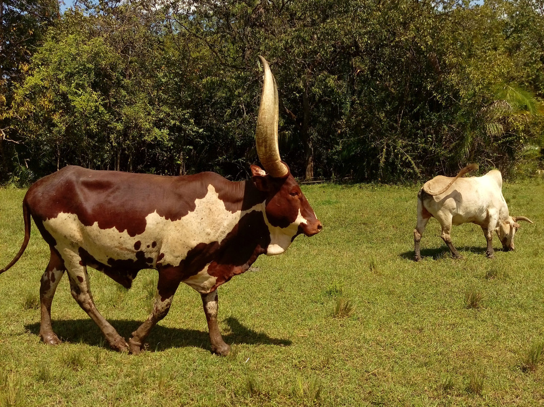 Kitale Nature Conservancy-Kitale必去景点