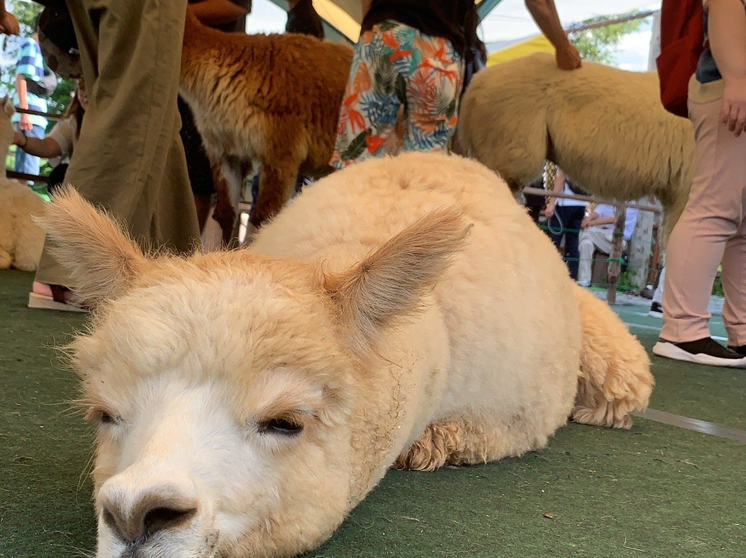 Yatsugatake Alpaca Farm-富士见町必去景点