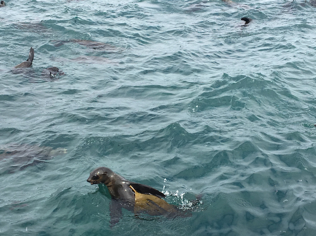 Seal Island-西开普必去景点