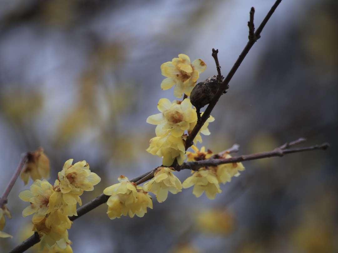 Fudo-ji Temple-长瀞町必去景点