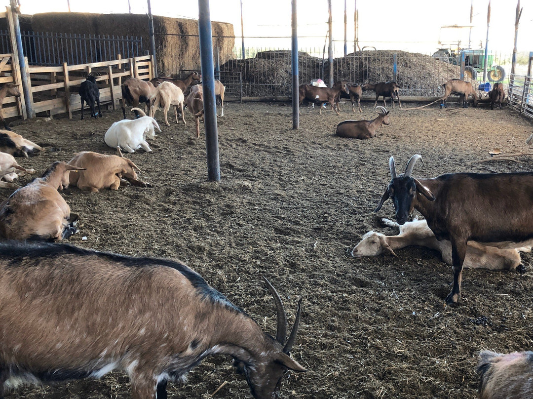 Iza Pziza Dairy-Tal Shahar必去景点