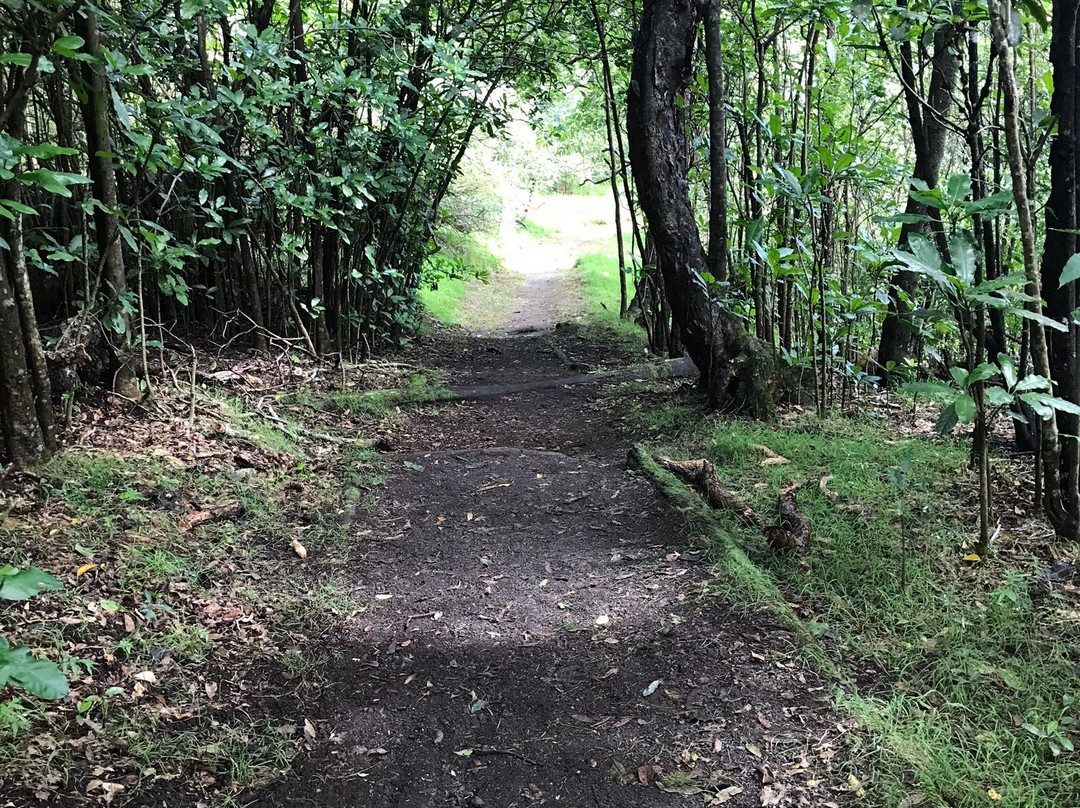 鸟类公园山道景点图片