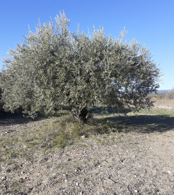 Domaine la Condamine主图