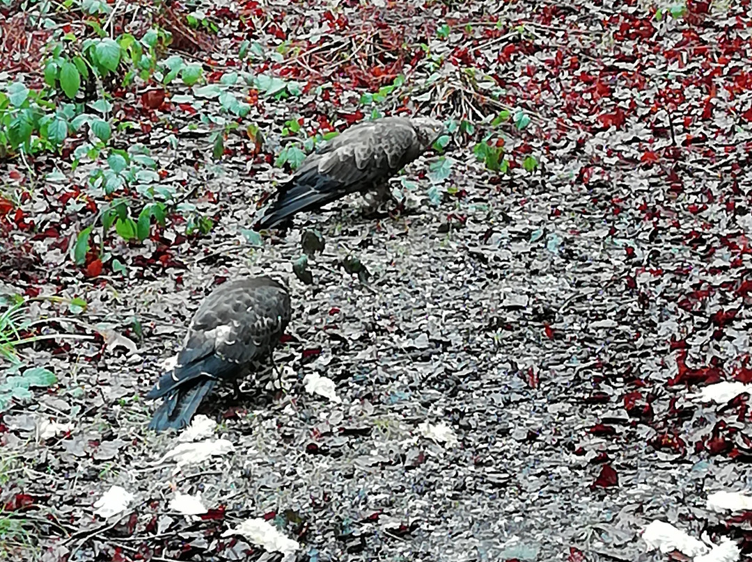 Tierfreigelaende im Nationalparkzentrum Lusen-Neuschonau必去景点