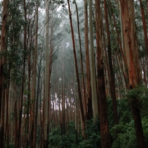 Needle Rock View Point-Gudalur必去景点