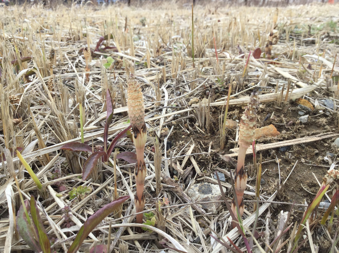 Site of Yokkaichiba Ichirizuka-柴田町必去景点
