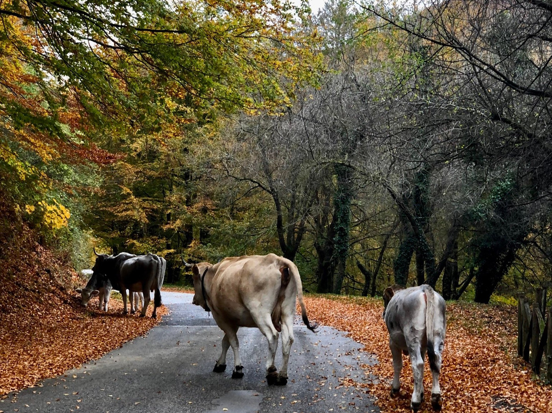 Parco Regionale Monti Picentini景点图片