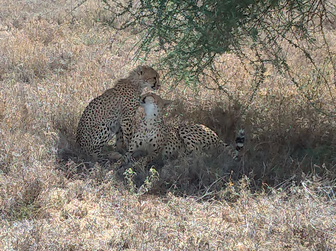 Safari Avventura-阿鲁沙必去景点