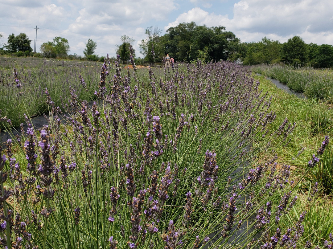 Twin Creeks Lavender景点图片