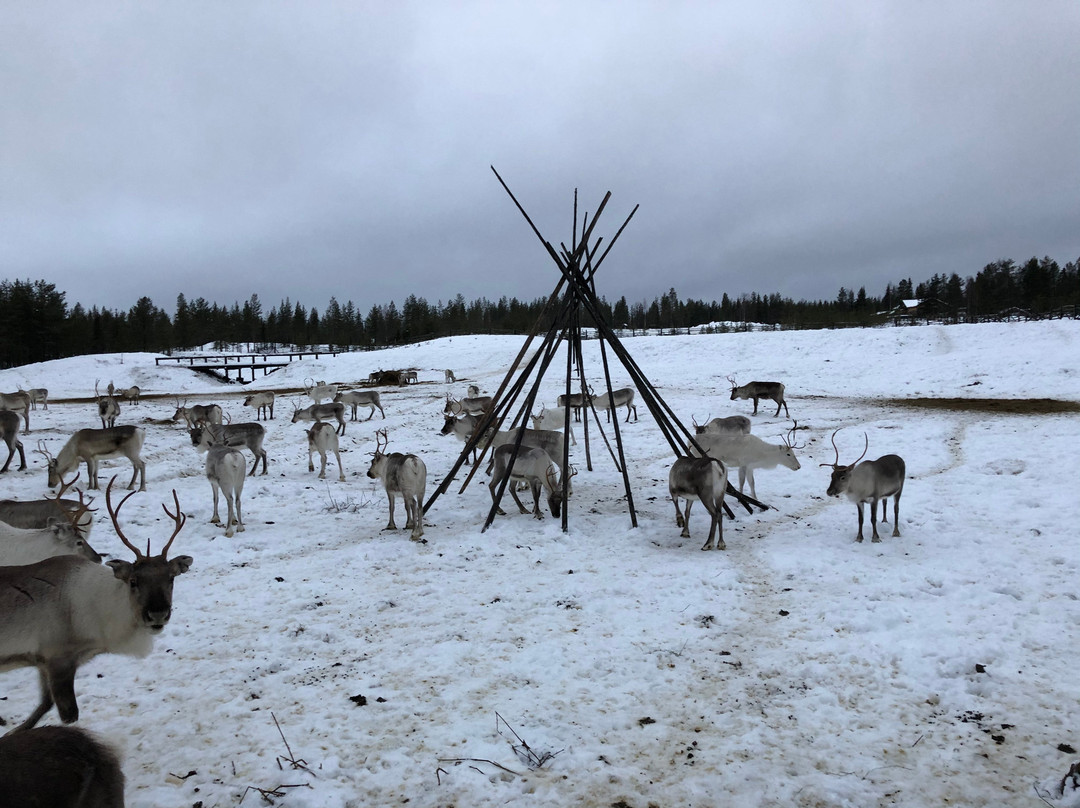 Kopara Reindeer Park景点图片