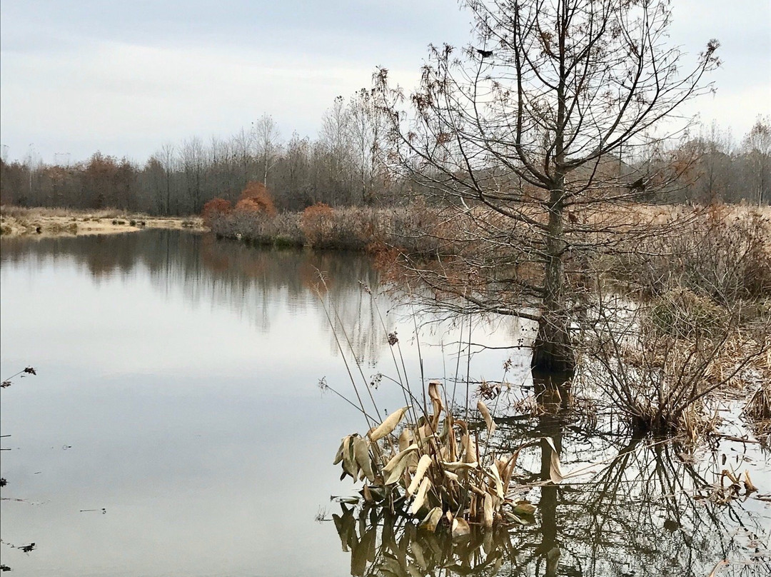 Henry N Barkhausen Cache River Wetlands Center-Cypress必去景点