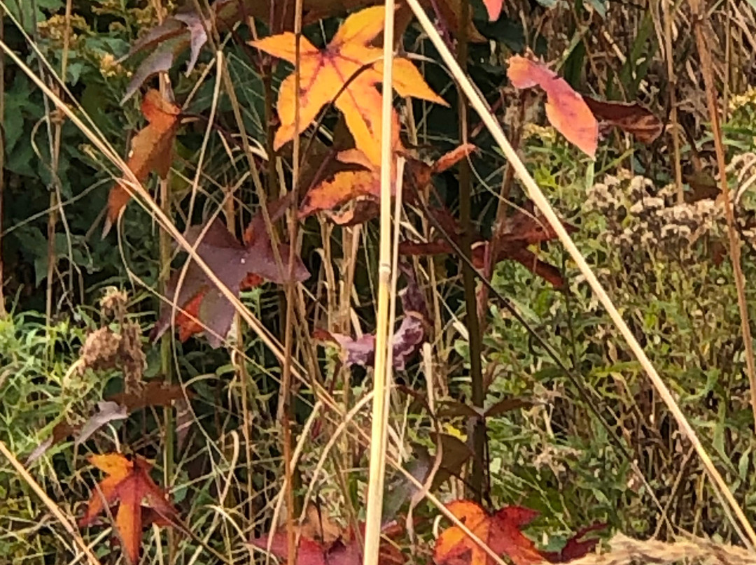 Pickering Creek Audubon Center景点图片