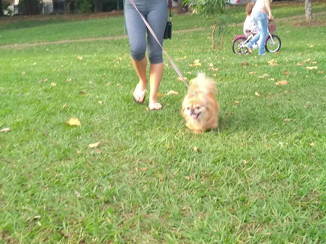 Lago das Rosas-戈亚尼亚必去景点