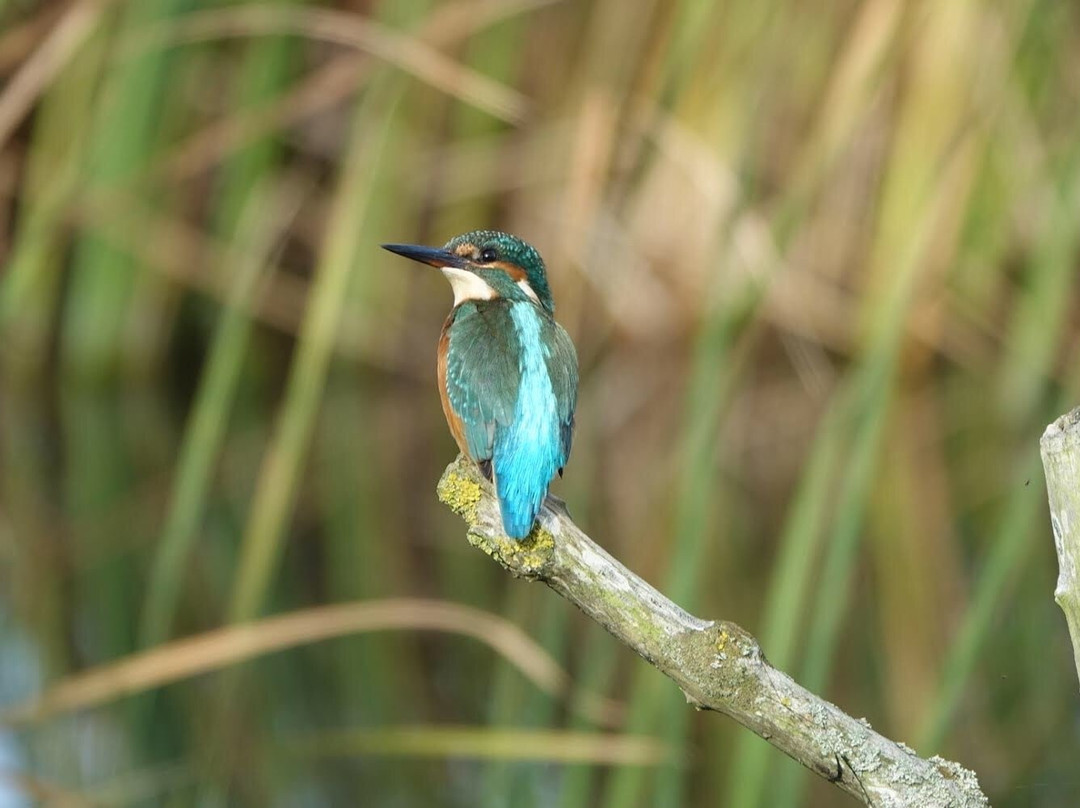 Stodmarsh National Nature Reserve景点图片