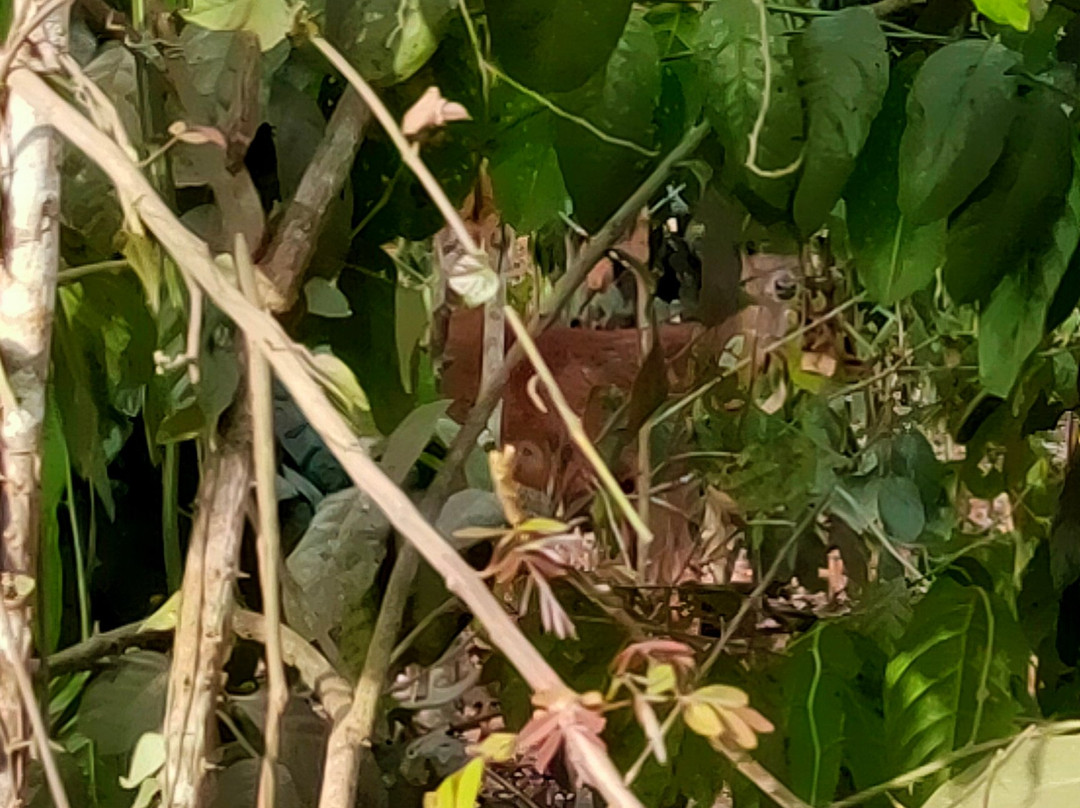 Sadengan Savannah-巴纽旺宣必去景点