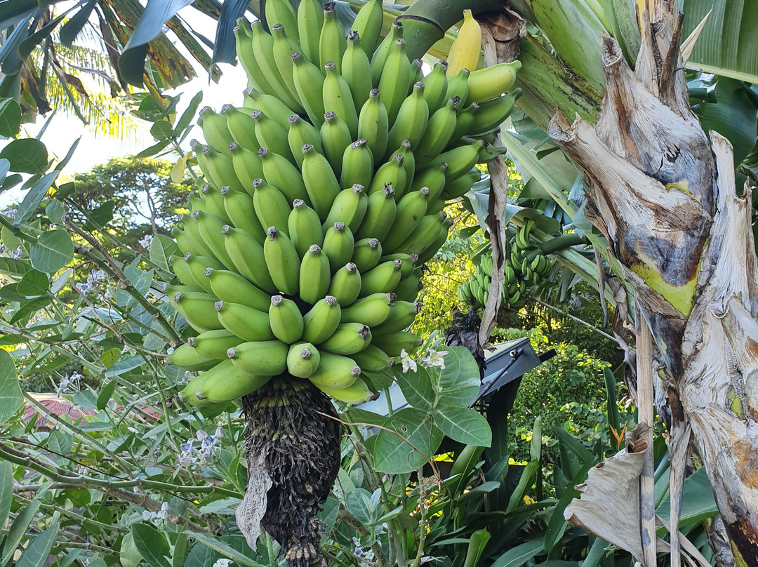 Laulima Farm-Kipahulu必去景点