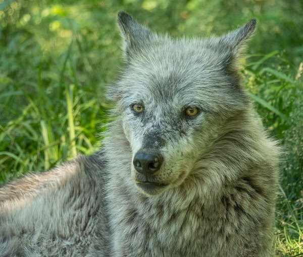 Haliburton Forest Wolf Centre景点图片